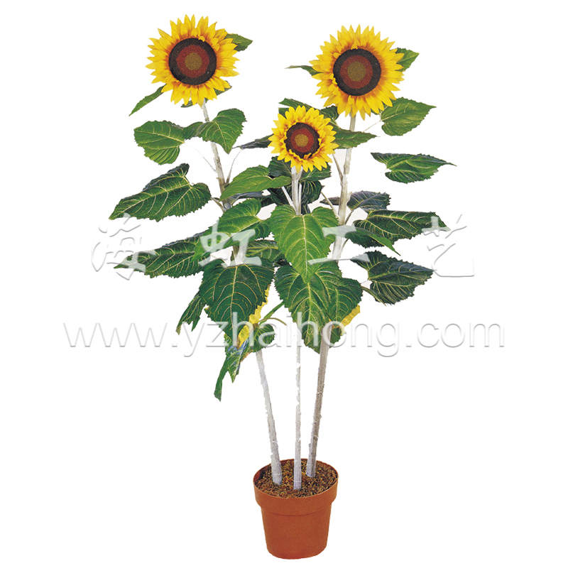 太陽花